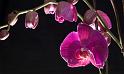 Orchidee 2